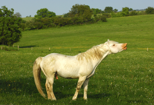 Product picture Flehmening Hanoverian stallion